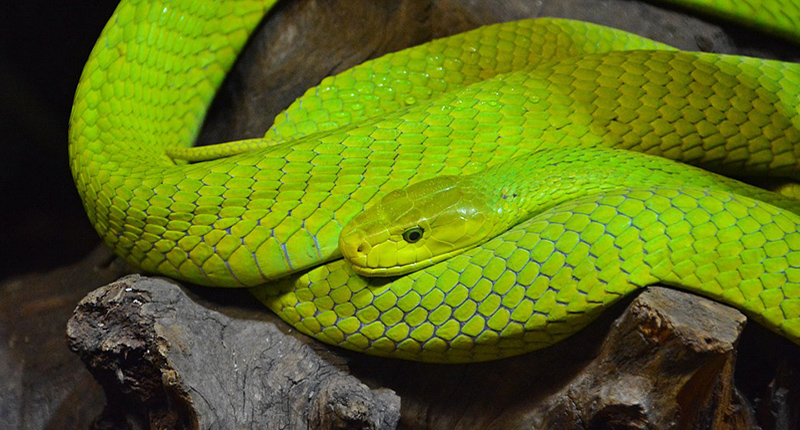 Serpente Mamba Verde