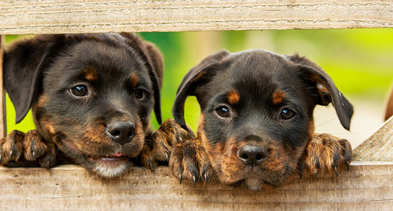 Cuccioli di Rottweiler