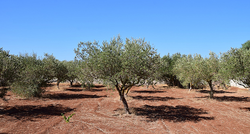Alberi di olive