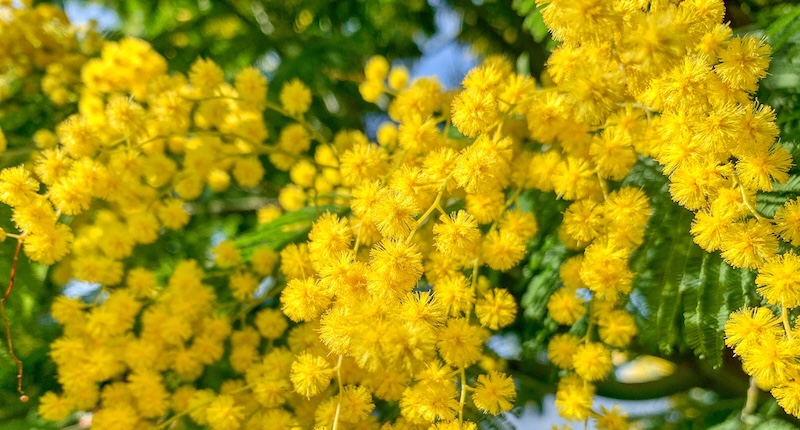 Pianta di mimosa