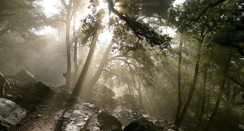 Alberi e rocce