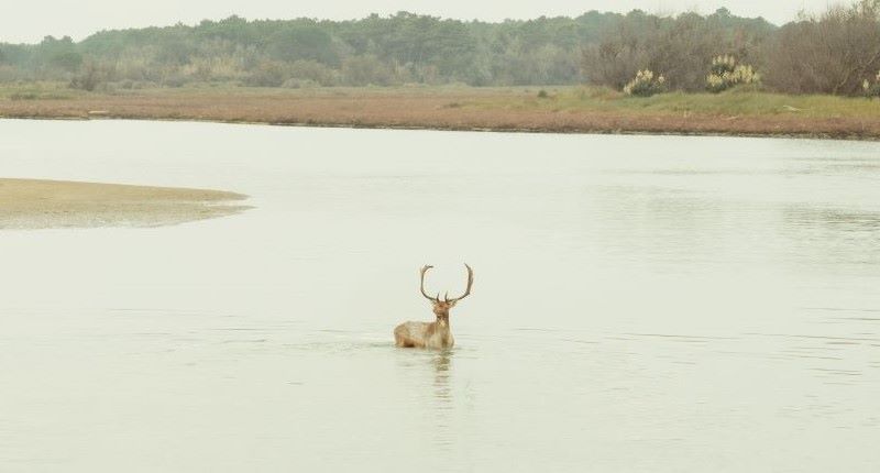 Foto/territorio Animale