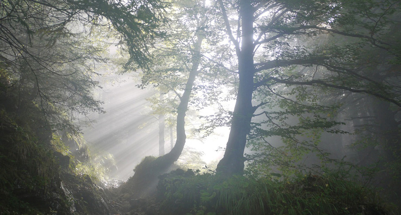 Sole tra gli alberi nel bosco