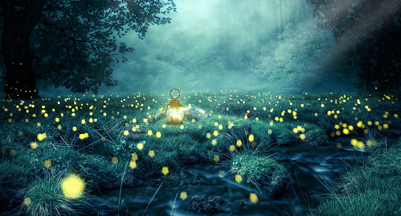 Lucciole e lanterne di notte