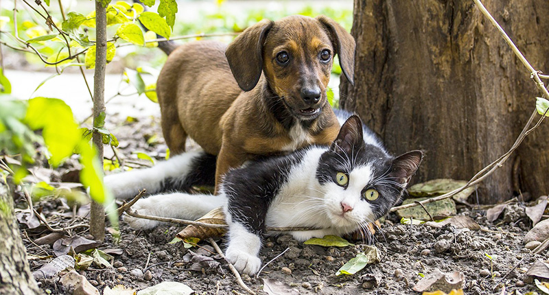 Cane e gatto giocano insieme